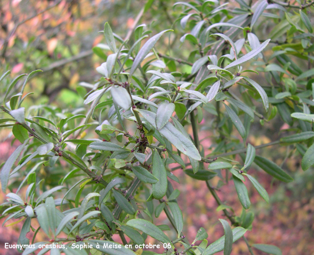 Euonymus oresbius