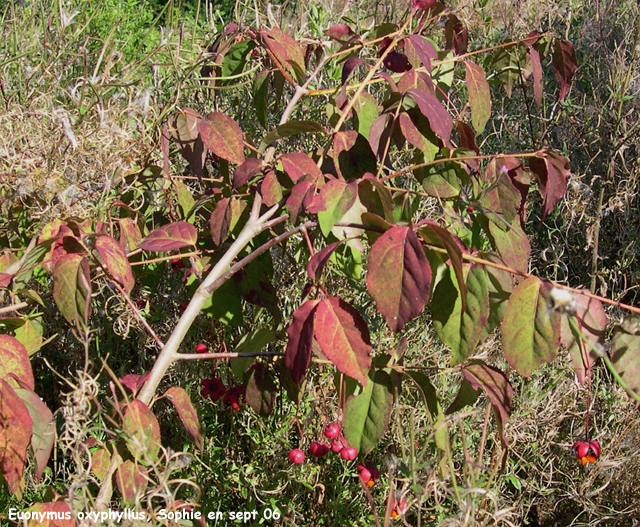 Euonymus oxyphyllus