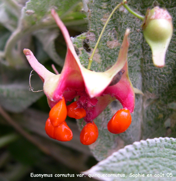 Euonymus cornutus var. quinquecornutus