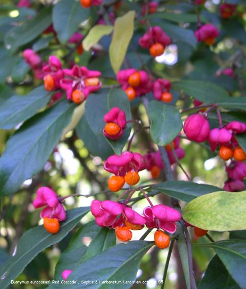 Euonymus europaeus 'Red Cascade'