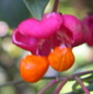 Euonymus europaeus 'Red Cascade'