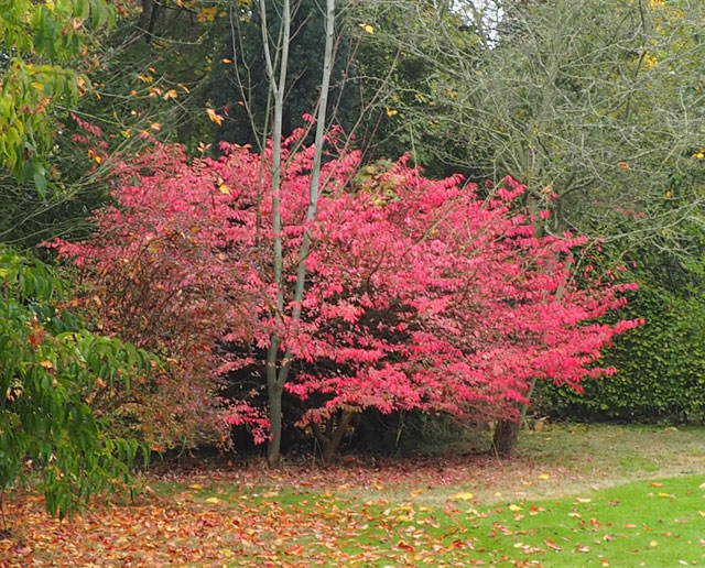 Euonymus alatus