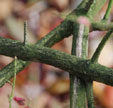 Euonymus alatus var. apterus