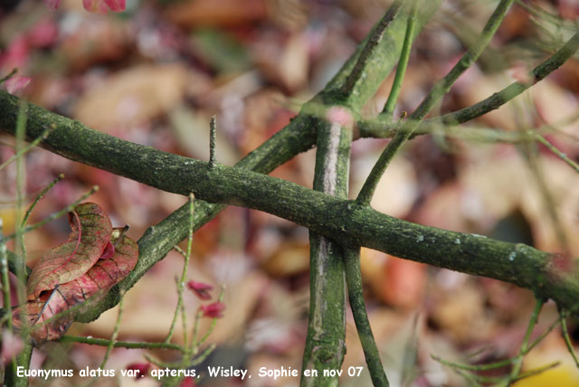 Euonymus alatus var. apterus