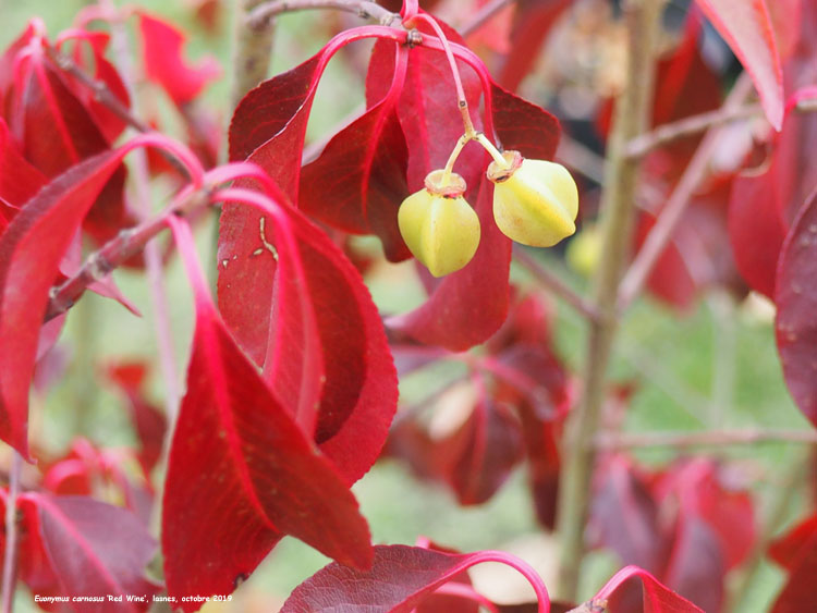 Euonymus carnosus 'Red Wine