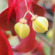 Euonymus carnosus 'Red Wine'