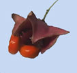 Euonymus clivicola
