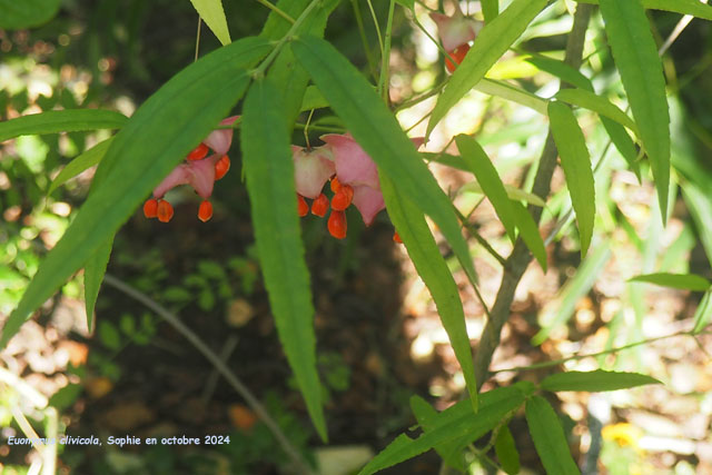 Euonymus clivicola