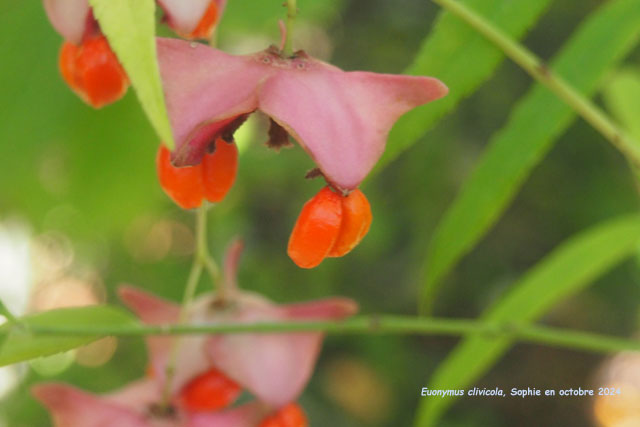 Euonymus clivicola