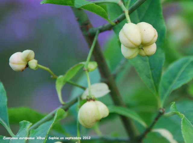 Euonymus europaeus