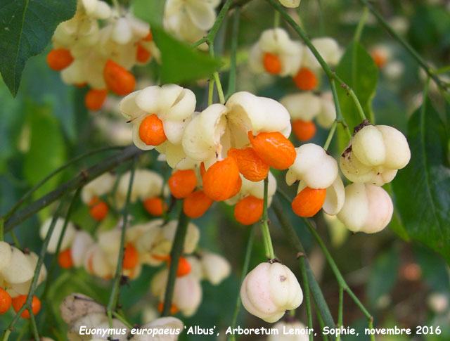 Les Euonymus des îlots