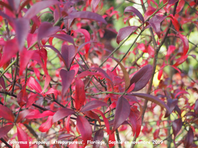 Euonymus europaeus 'Atropurpureus'