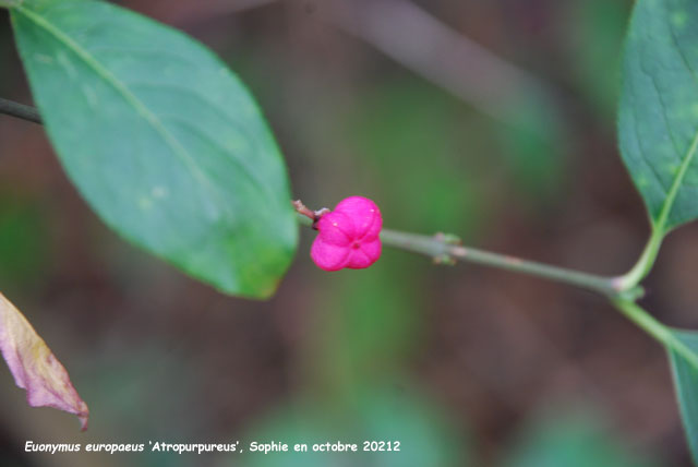 Euonymus europaeus 'Atropurpureus'