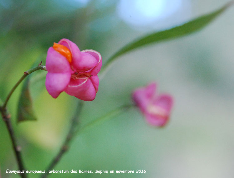 Euonymus europaeus