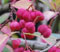 Euonymus europaeus 'Red Cascade'