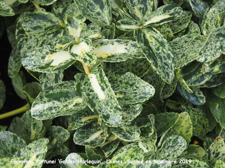 Euonymus fortunei 'Golden Harlequin'