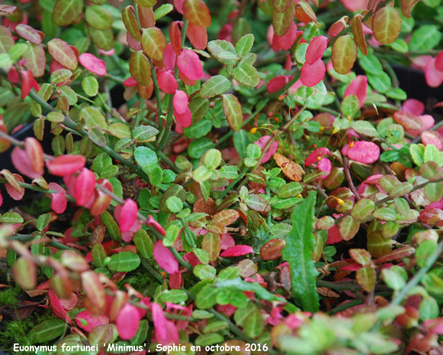 Euonymus fortunei var. minimus'