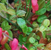 Euonymus fortunei f. minimus