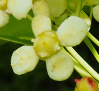 Fleur Euonymus europaeus