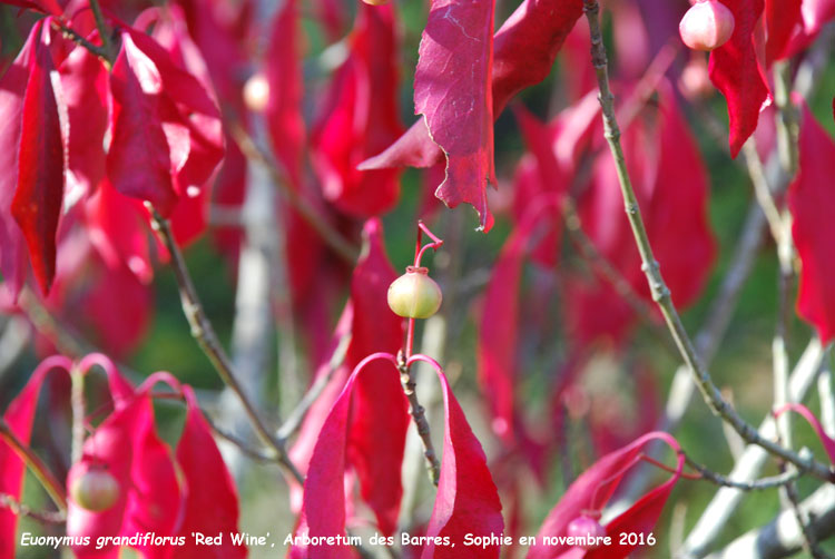 Euonymus grandiflorus 'Red Wine'