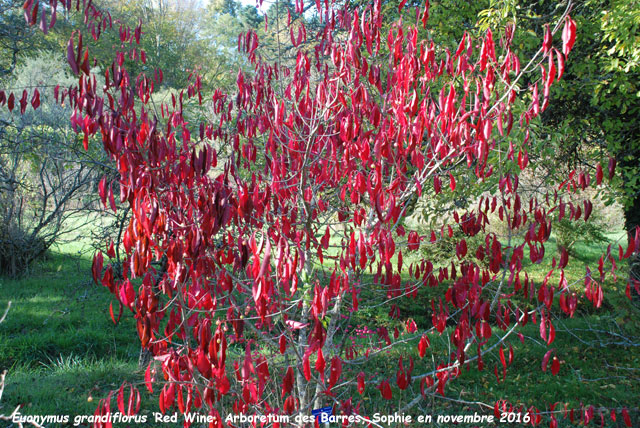 Euonymus europaeus 'Fructucoccineo'