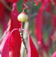 Eunymus grandiflorus 'Ruby Wine'