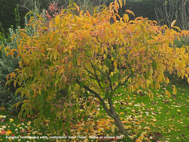 Euonymushamiltonianus subsp. sieboldianus 'Coral Charm'