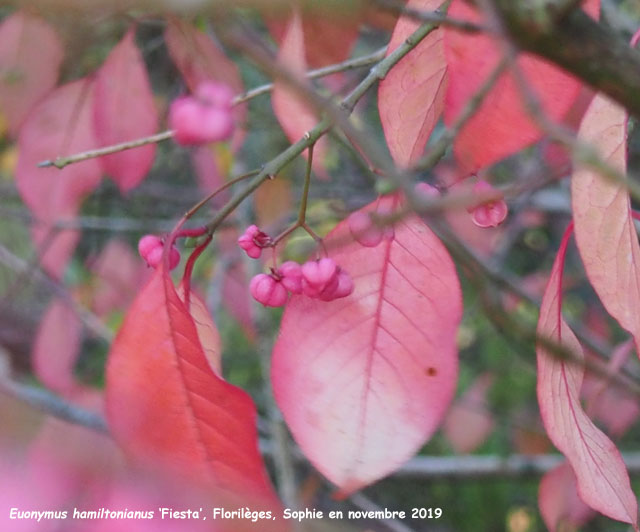 Euonymus hamiltonianus 'Fiesta'