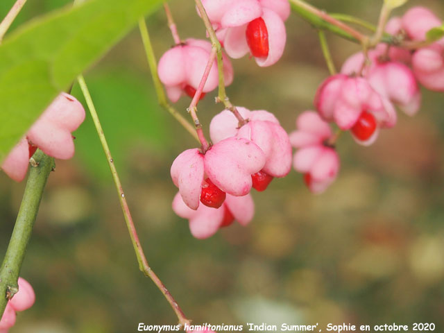 Euonymus hamiltonianus 'Indian Summer'