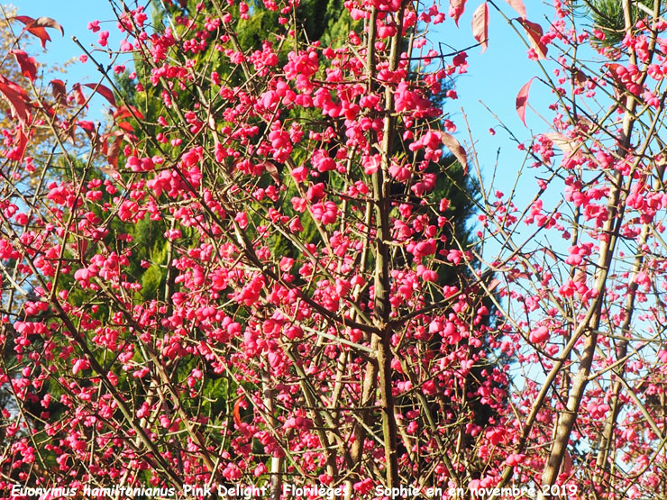 Euonymus hamiltonianus 'Pink Delight'