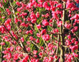 Eyonymus hamiltonianus 'Pink Delight'