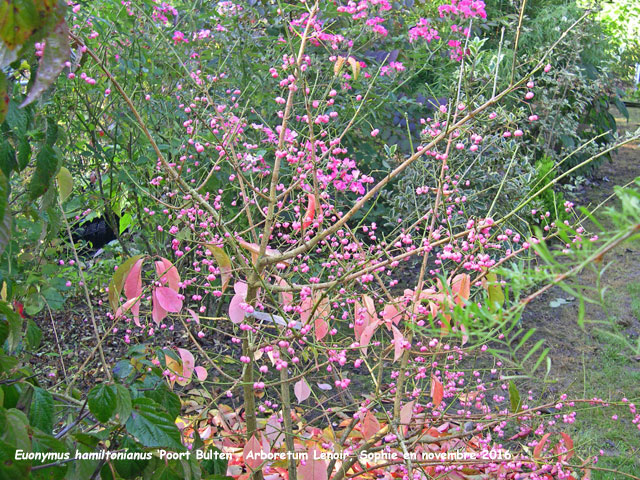 Euonymus hamiltonianus 'Poort Bulten'