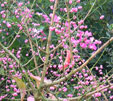 Euonymus hamiltonianus 'Winter Glory'