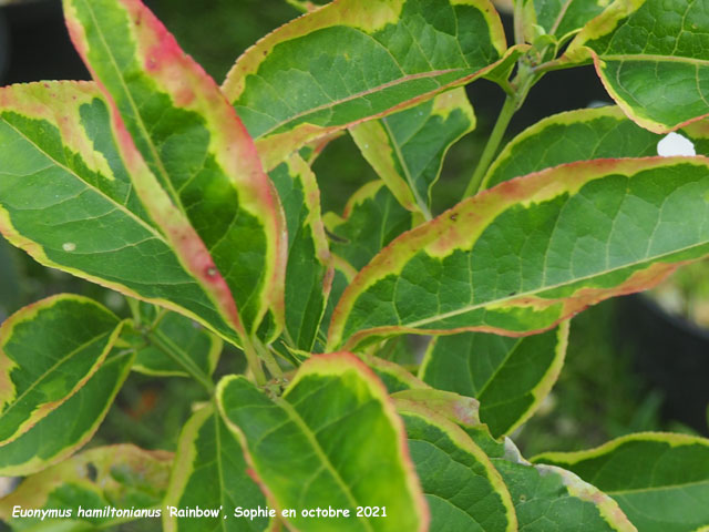 Euonymus hamiltonianus 'Rainbow'