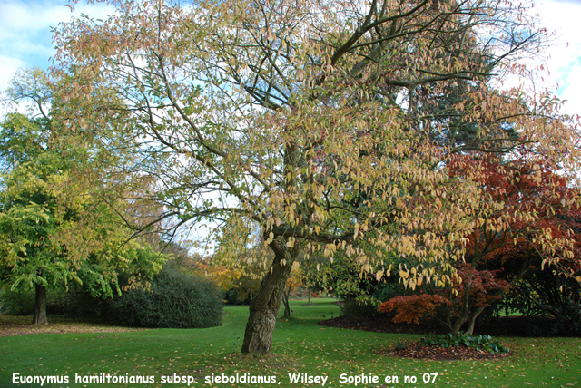 Euonymus hamiltonianus subsp. sieboldianus