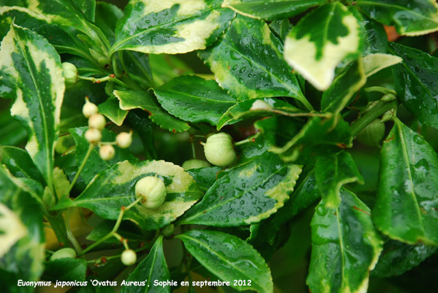 Euonymus japonicus 'Ovatus Aureus'