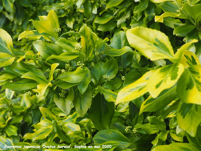 Euonymus japonicus 'Ovatus Aureus'