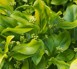 Euonymus japonicus 'Ovatus Aureus'