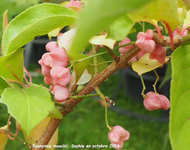 Euonymus maackii