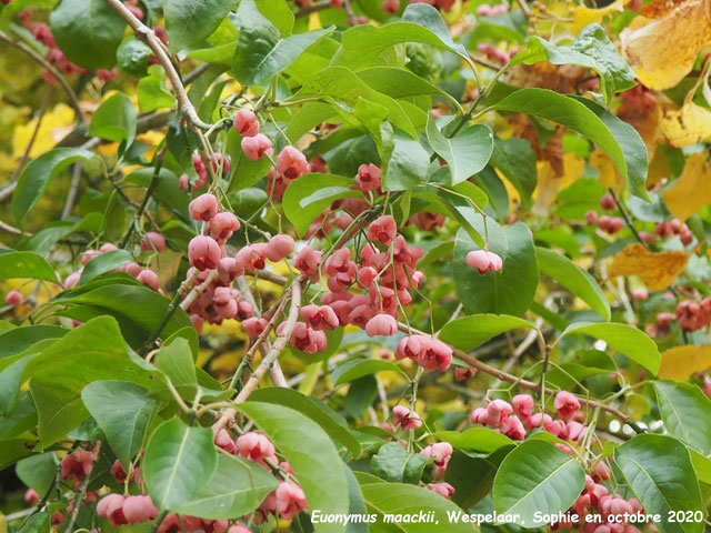 Euonymus maackii