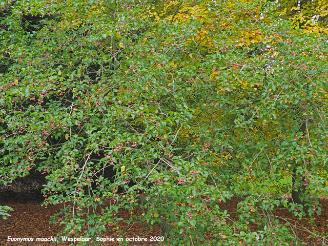 Euonymus maackii