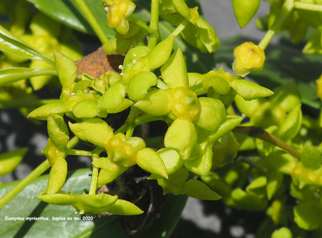 Euonymus myrianthus