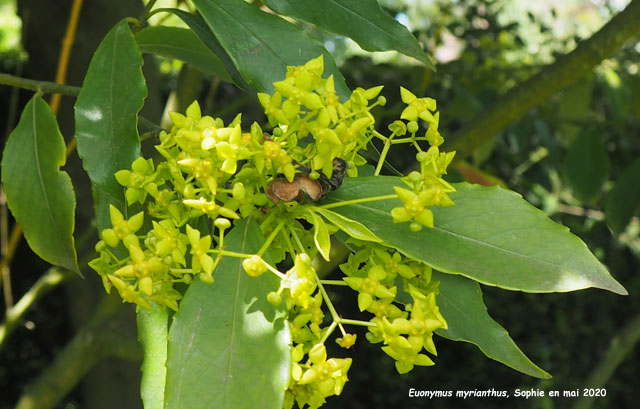 Euonymus myrianthus