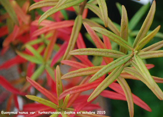 Euonymus nanus var. turkestanicus