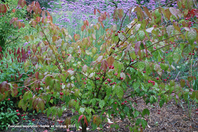 Euonymus europaeus 'Fructucoccineo'