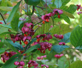 Euonymus planipes