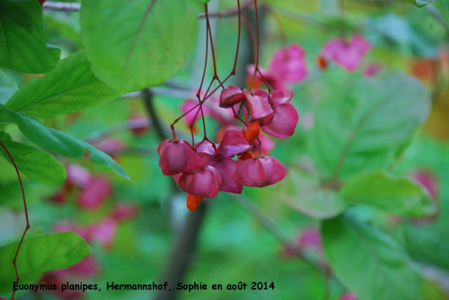 Euonymus planipes