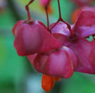 Euonymus planipes