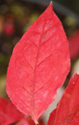 Euonymus planipes 'Sancho'