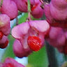 Euonymus velutinus